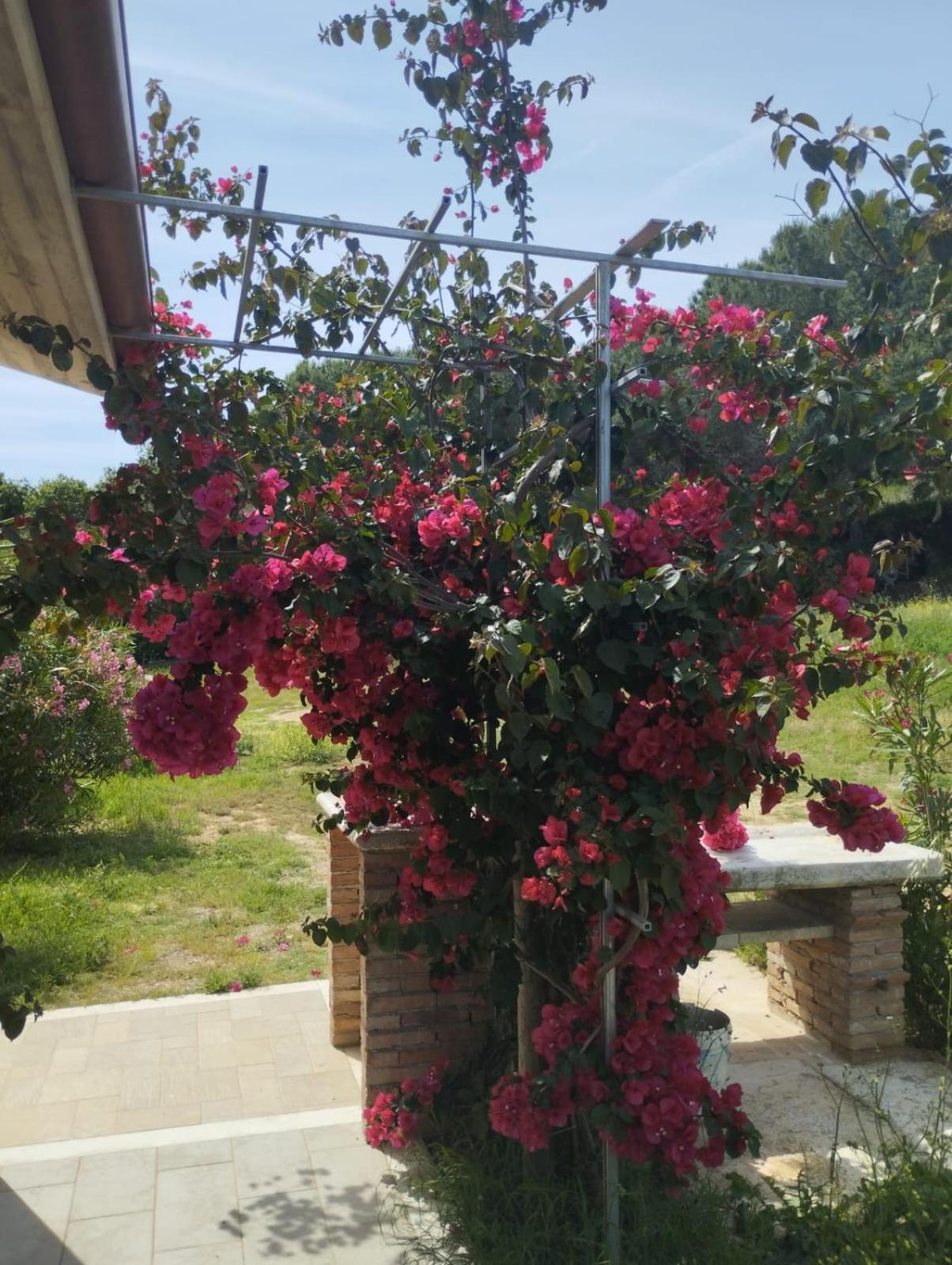 Appartamenti Mirella Capoliveri  Esterno foto